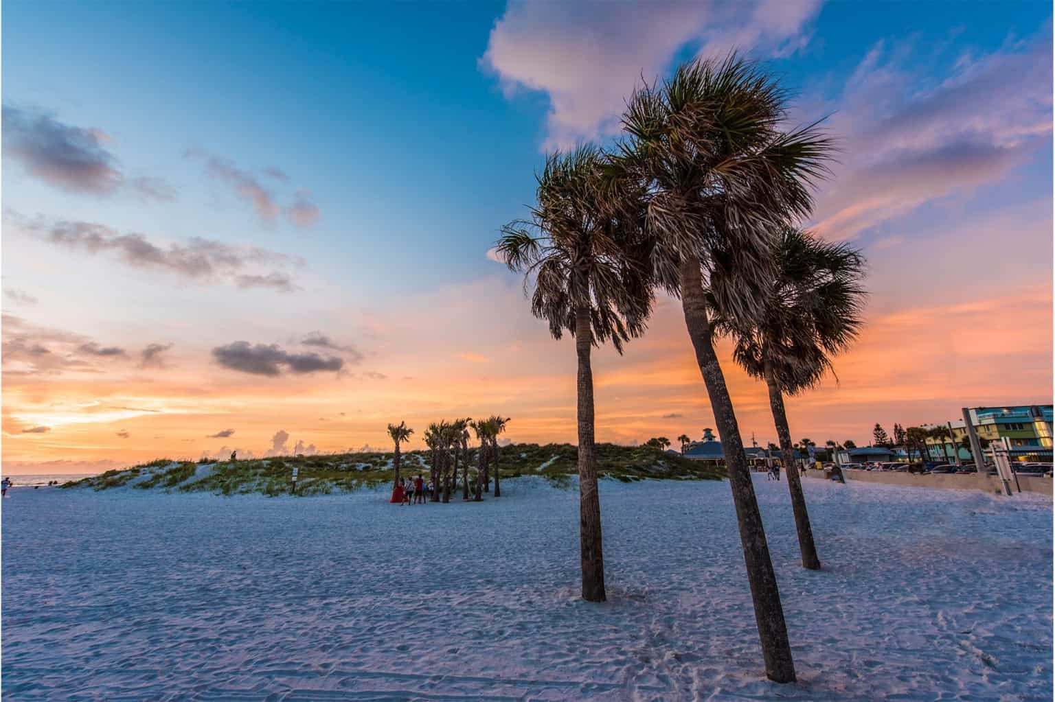 Palm trees on the beach in Tampa, Florida.